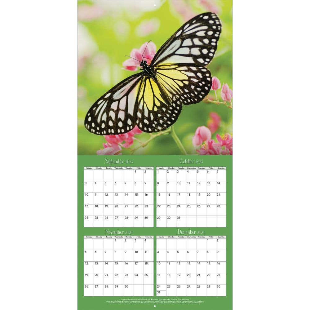 Butterflies Photo 2024 Wall Calendar Third Alternate 
Image width=&quot;1000&quot; height=&quot;1000&quot;