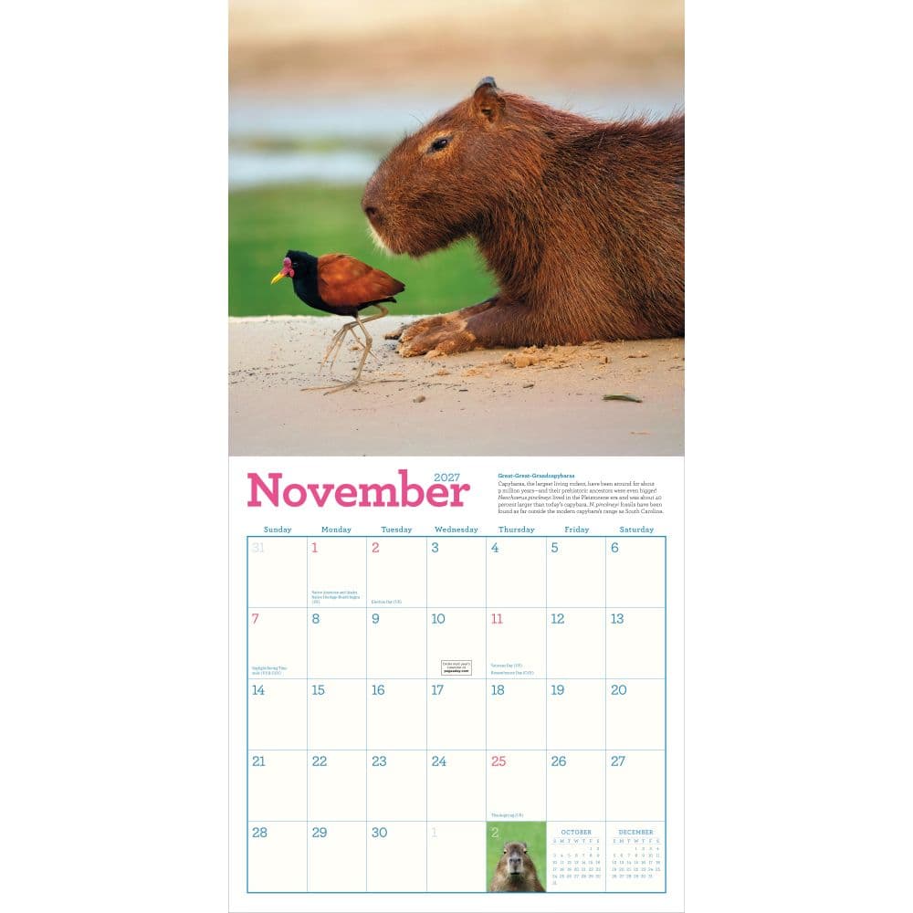 Capybara 2027 Wall Calendar Fourth Alternate Image