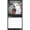 image Cat Selfies 2025 Wall Calendar Second Alternate Image width=&quot;1000&quot; height=&quot;1000&quot;