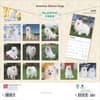 image American Eskimo Dogs 2025 Wall Calendar