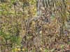 image Realtree - Woodland Hunter 500 Piece Puzzle Alternate Image 1