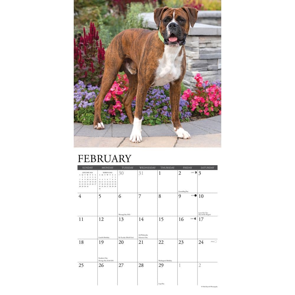 Just Boxers 2024 Wall Calendar Alternate Image 2