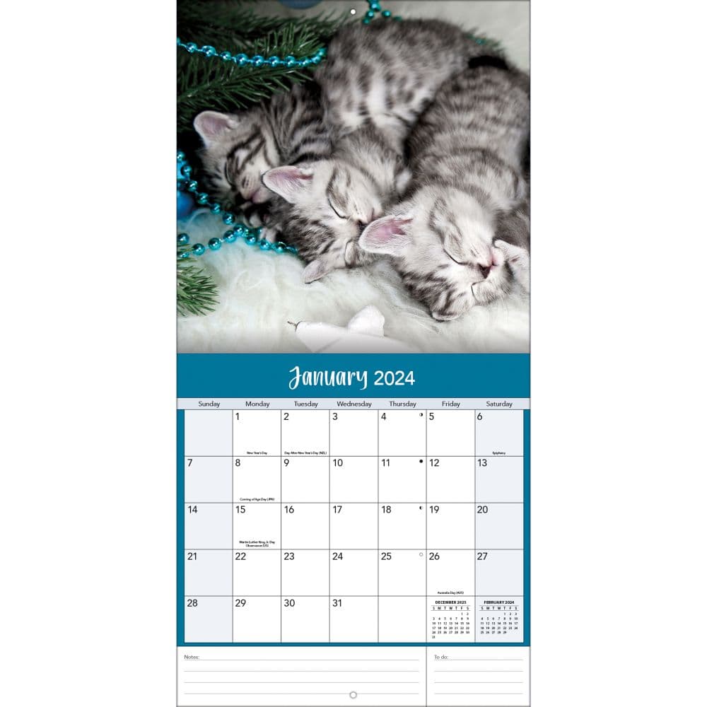 Curious Kittens 2024 Wall Calendar Alternate Image 2