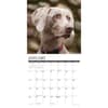 image Just Weimaraners 2025 Wall Calendar