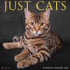 image Just Cats 2026 Wall Calendar Main Image