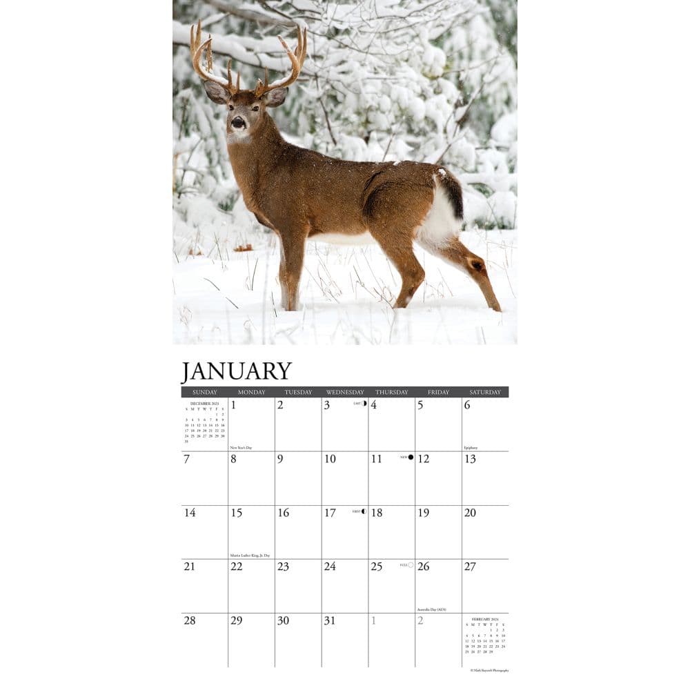 Deer Whitetail Seasons 2024 Wall Calendar