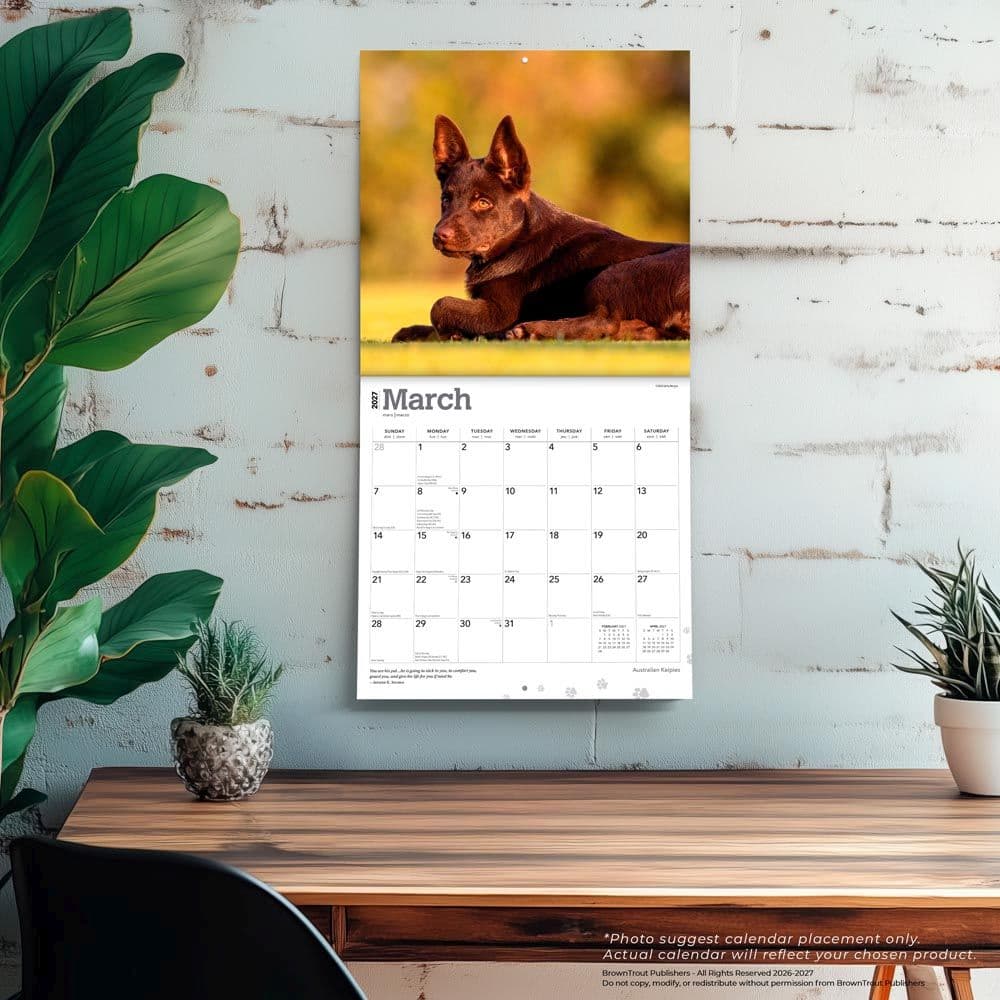 Australian Kelpies 2027 Wall Calendar Fourth Alternate Image