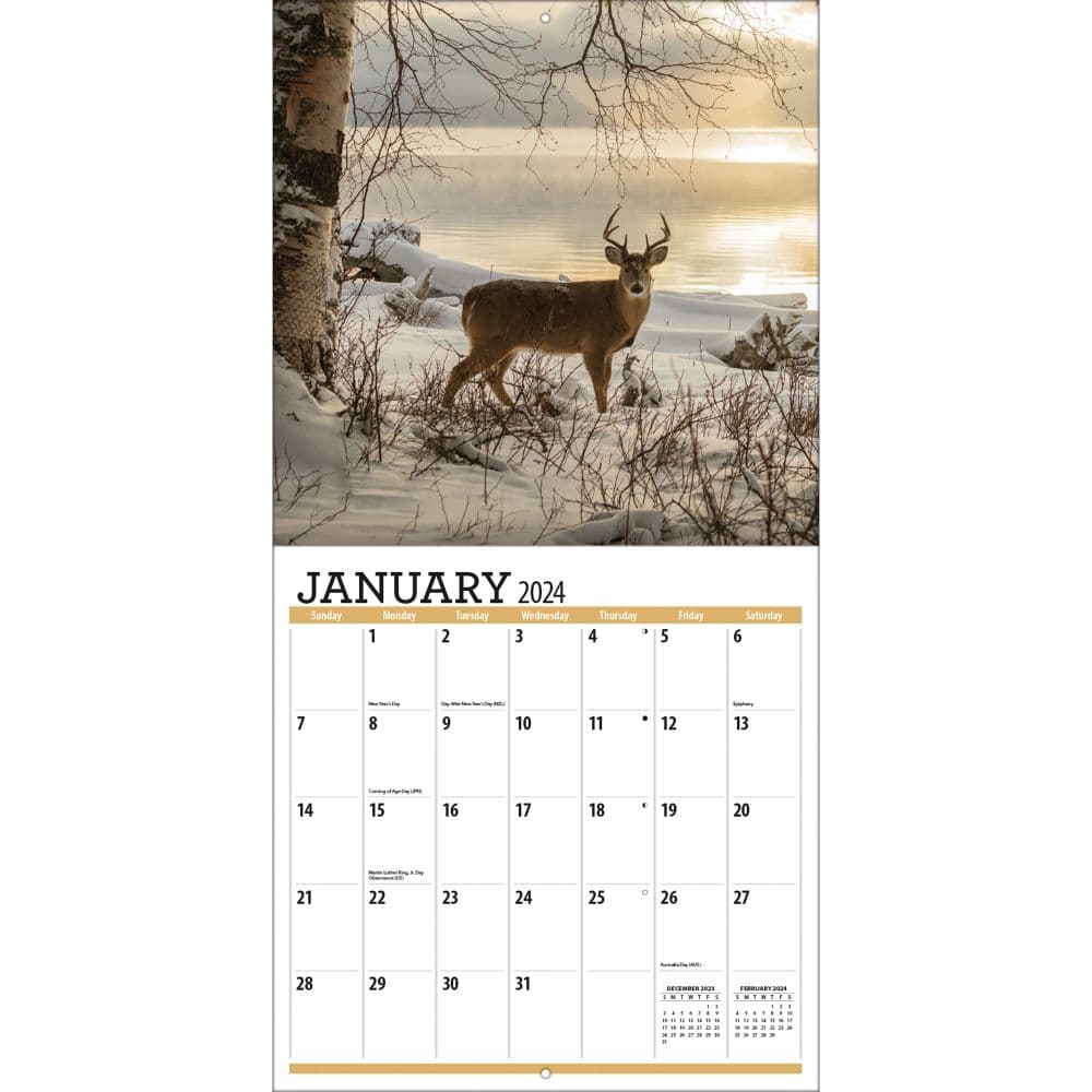 White Tailed Deer 2024 Wall Calendar January View

