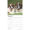 image Saint Bernards 2025 Wall Calendar