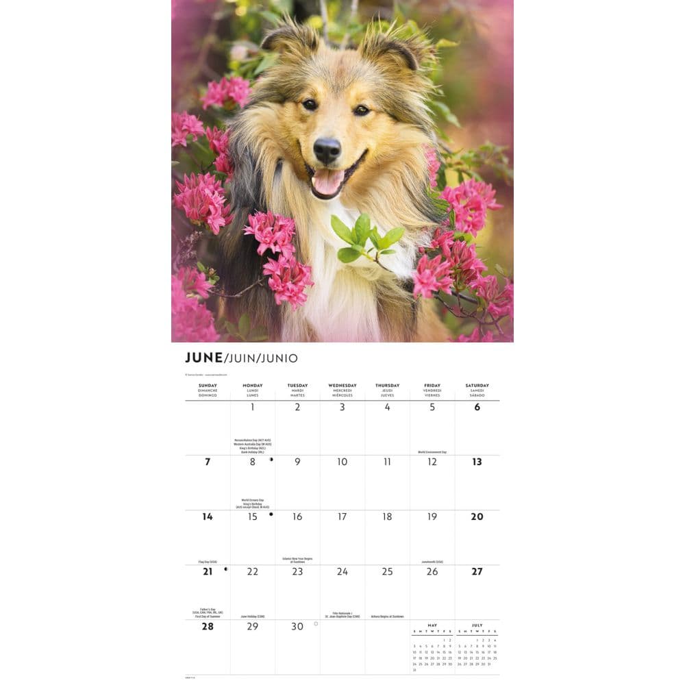 Shetland Sheepdogs 2026 Wall Calendar Third Alternate Image