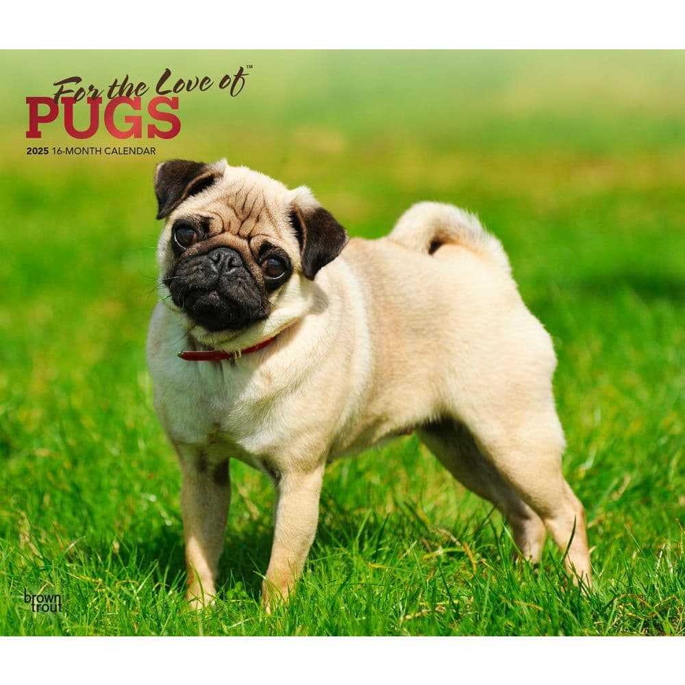 Pugs Deluxe 2025 Wall Calendar