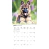 image Just German Shepherd Puppies 2026 Wall Calendar Fourth Alternate Image