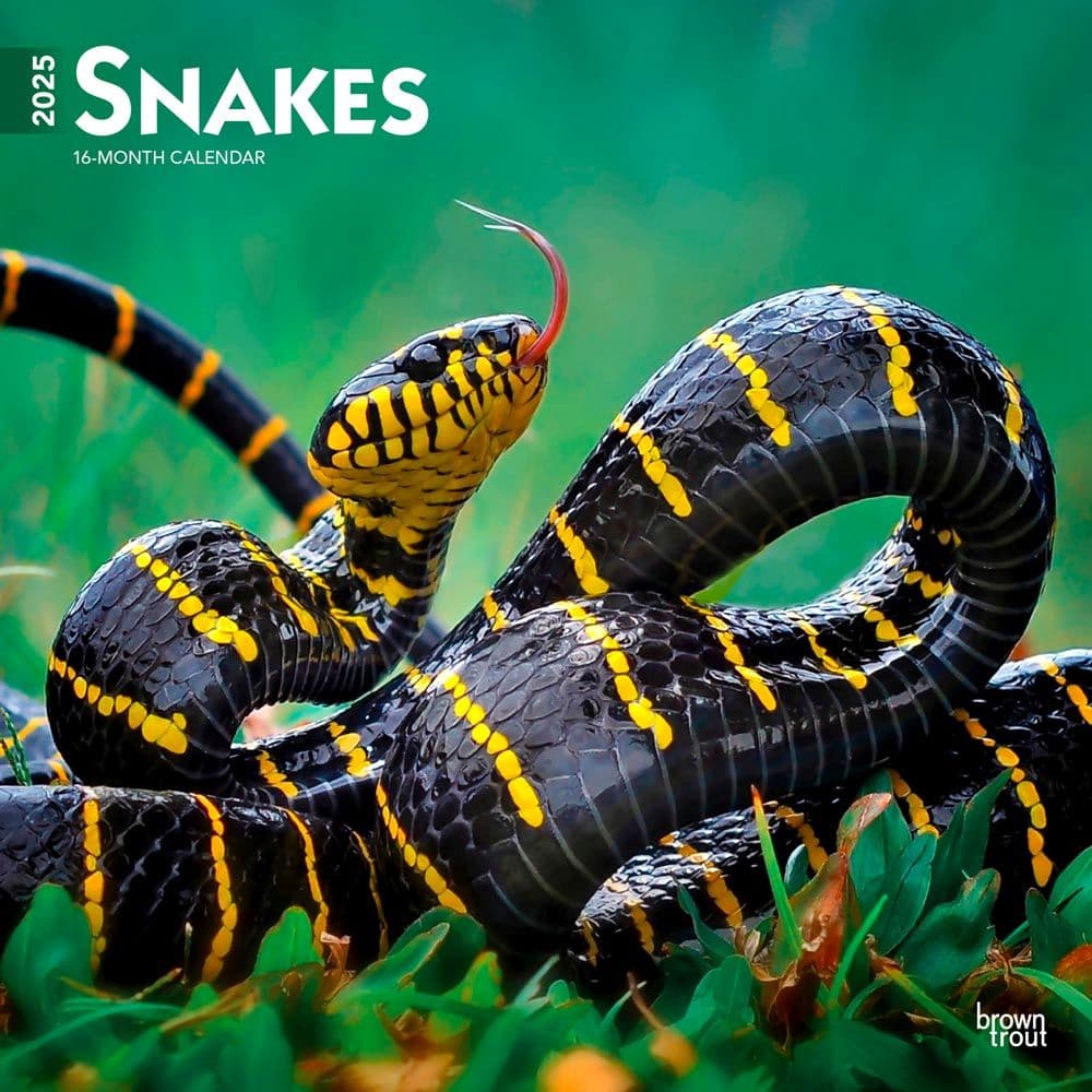 Snakes 2025 Wall Calendar