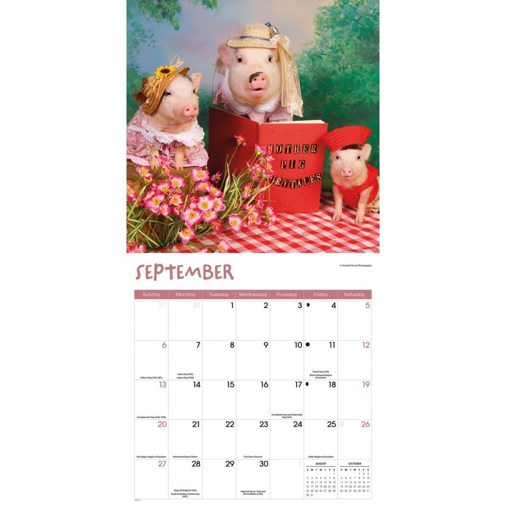 Pigs At Play 2026 Wall Calendar Fourth Alternate Image
