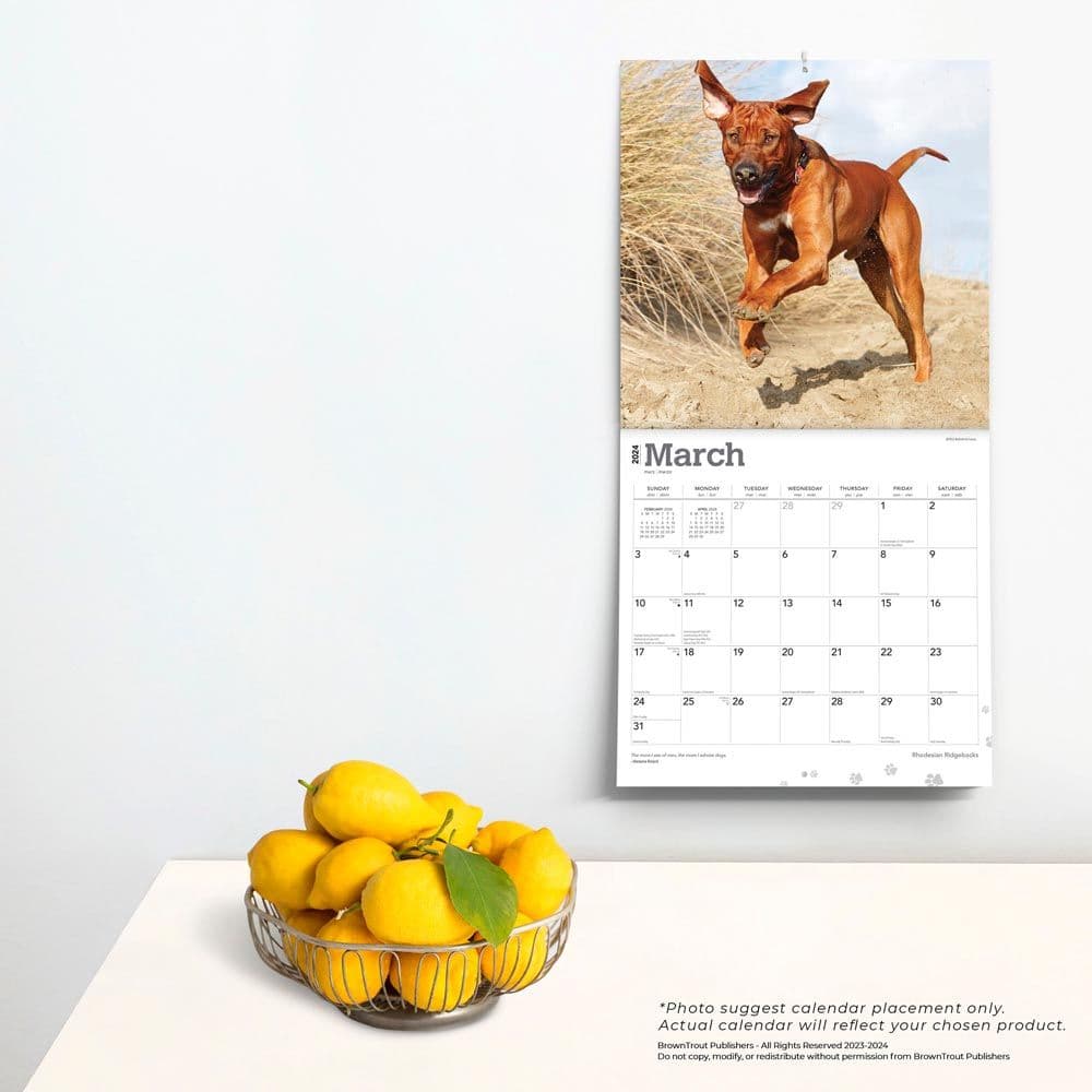 Rhodesian Ridgebacks 2024 Wall Calendar