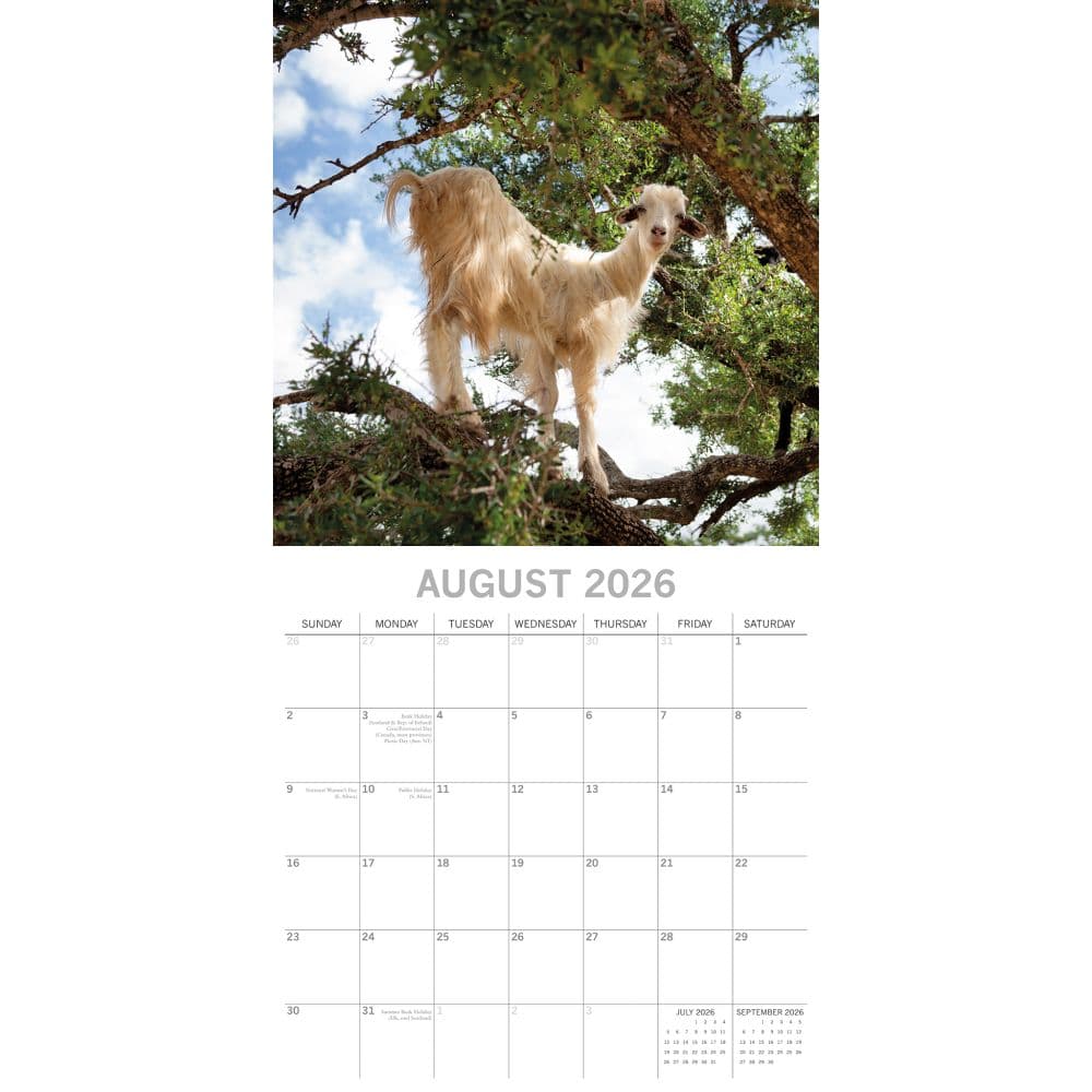 Goats in Trees 2026 Wall Calendar Third Alternate Image
