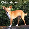 image Chihuahuas 2025 Wall Calendar Main Product Image width=&quot;1000&quot; height=&quot;1000&quot;