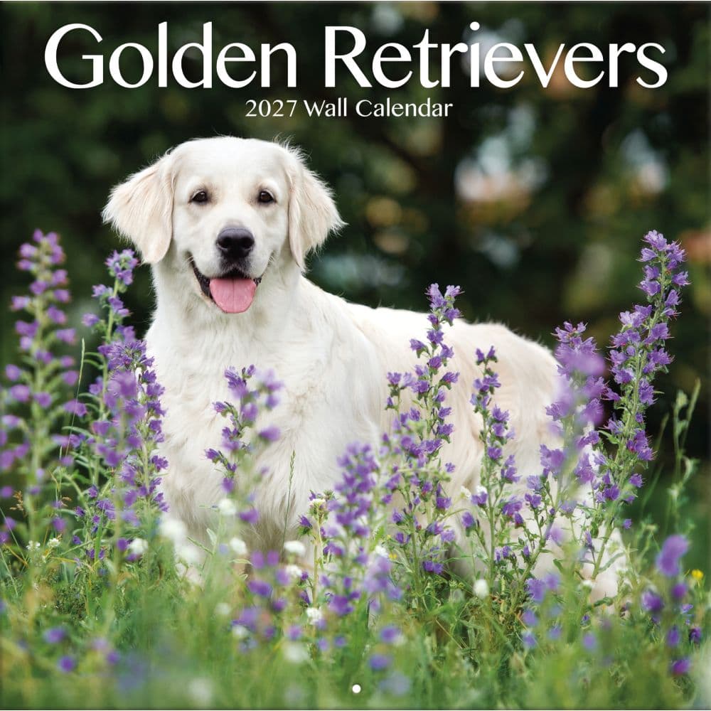 Golden Retrievers Photo 2027 Wall Calendar