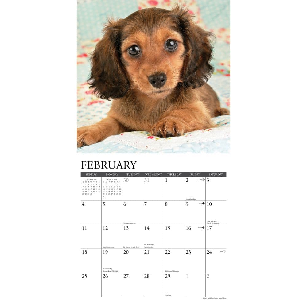 Just Dachshund Puppies 2024 Wall Calendar