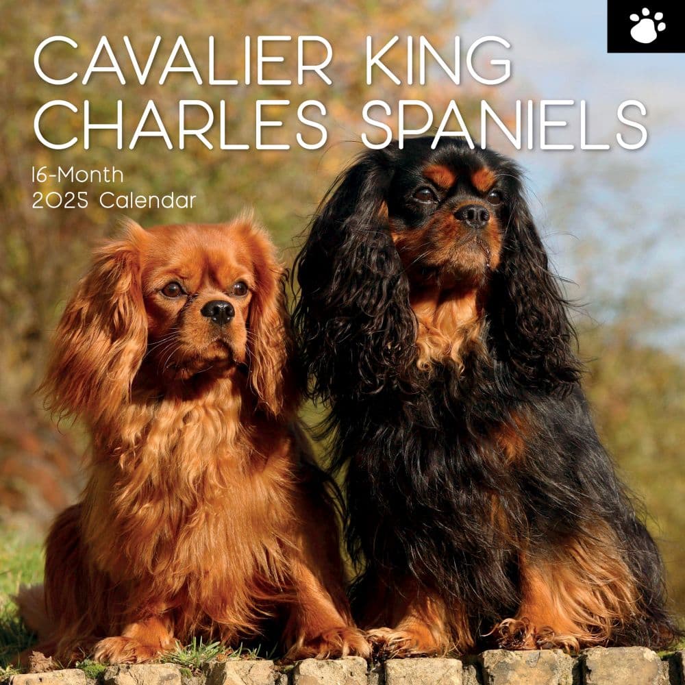 Cavalier King Charles Spaniels 2025 Wall Calendar