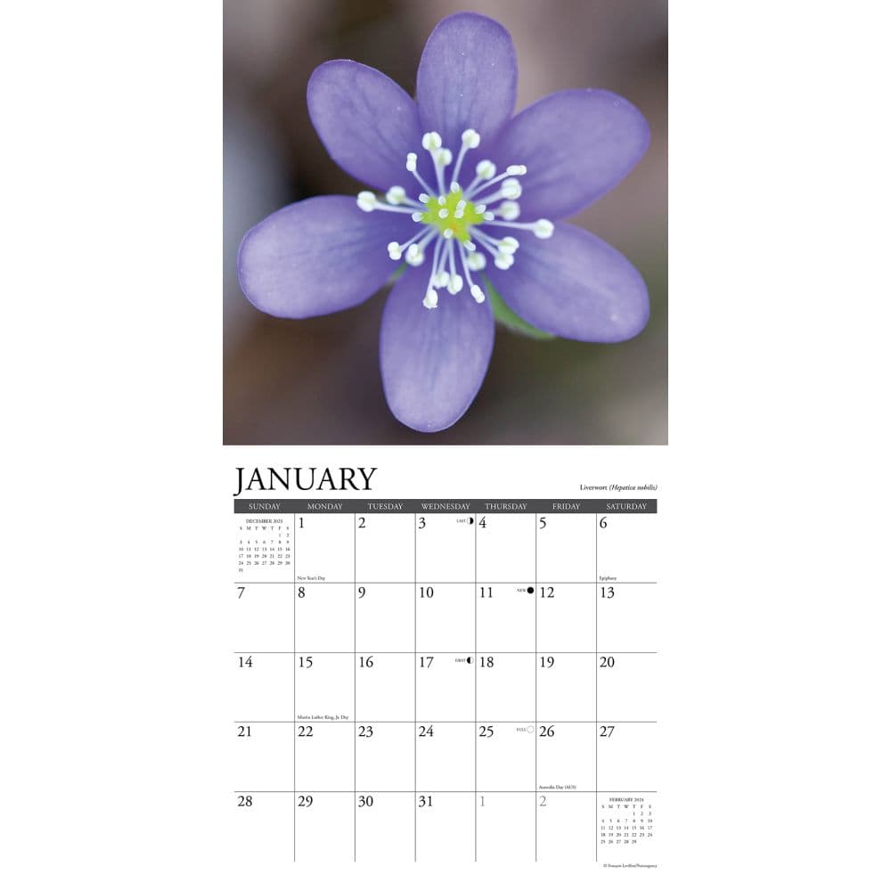 Wildflowers 2024 Wall Calendar - Calendars.com