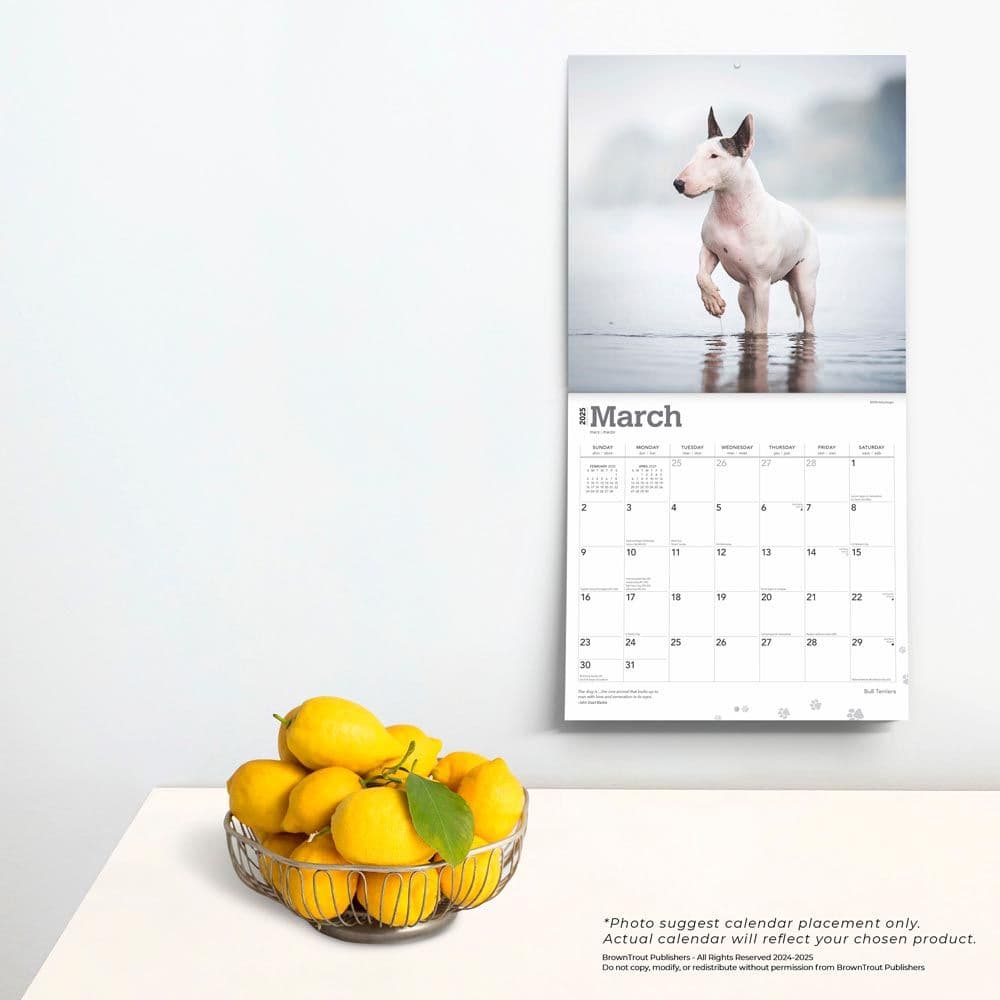 Bull Terriers 2025 Wall Calendar Fourth Alternate Image