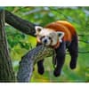 image Red Pandas WWF 2025 Wall Calendar Third Alternate Image width=&quot;1000&quot; height=&quot;1000&quot;