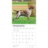 image German Shorthaired Pointers 2027 Wall Calendar Third Alternate Image