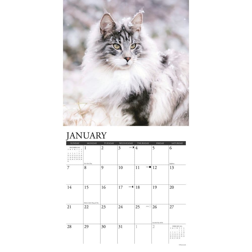 Just Maine Coon Cats 2024 Wall Calendar