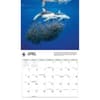 image Dolphins WWF 2026 Wall Calendar Second Alternate Image