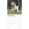 image Jack Russell Terriers 2025 Wall Calendar Third Alternate Image width=&quot;1000&quot; height=&quot;1000&quot;