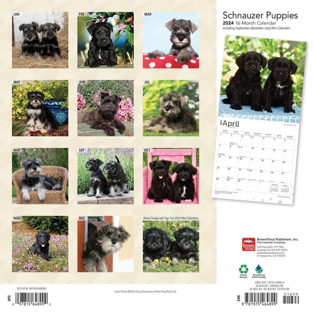 Schnauzer Puppies 2024 Wall Calendar
