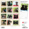 image Schnauzer Puppies 2024 Wall Calendar First Alternate Image width=&quot;1000&quot; height=&quot;1000&quot;