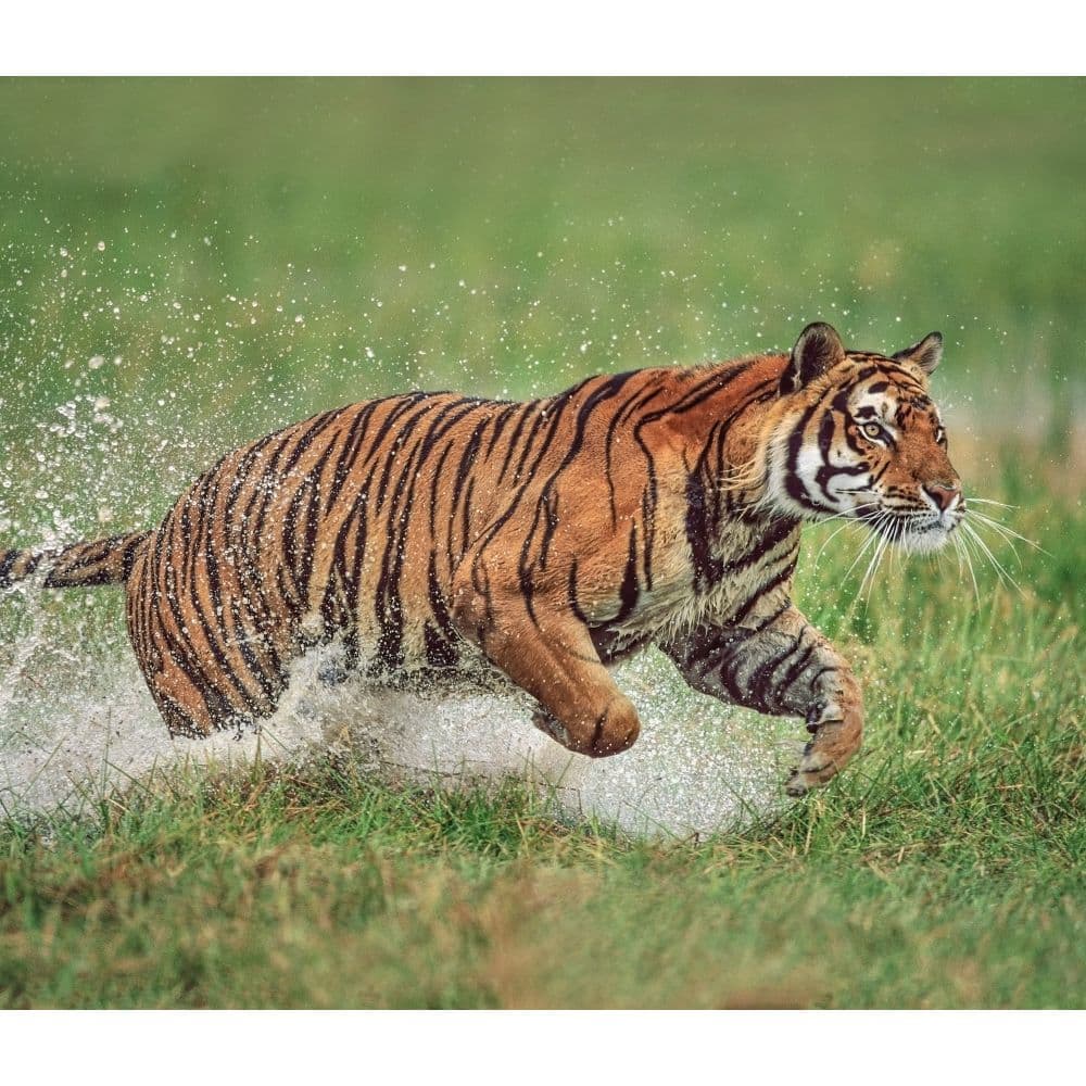 Tigers WWF 2024 Wall Calendar