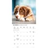image Australian Shepherds 2026 Wall Calendar Fourth Alternate Image