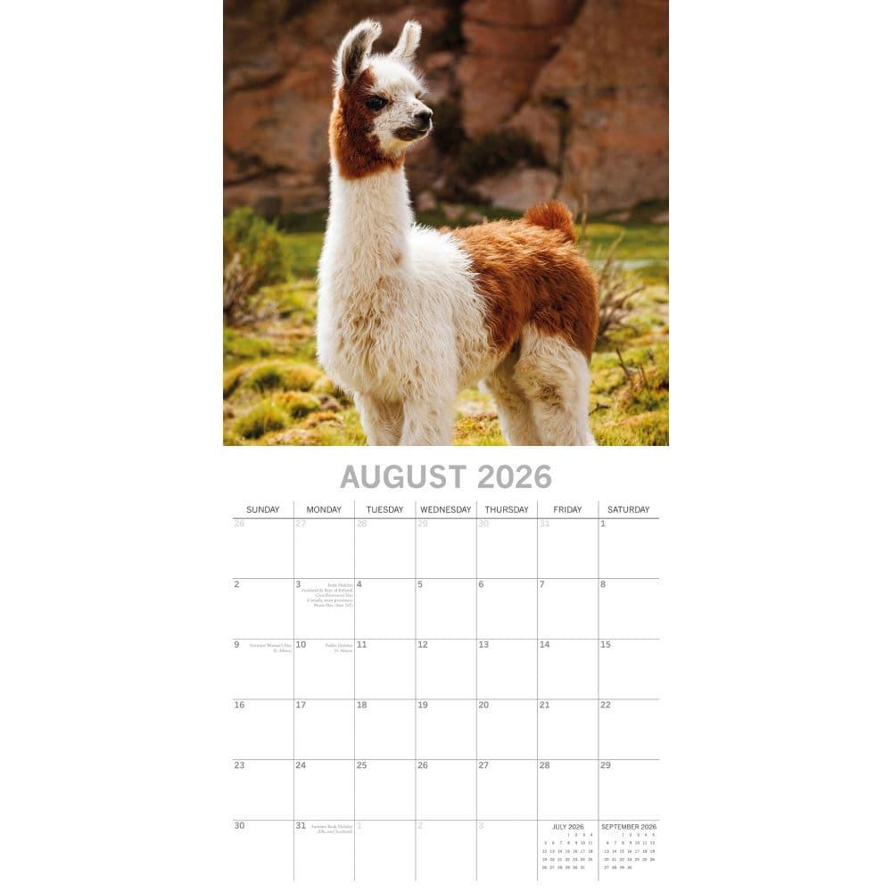 Llamas 2026 Wall Calendar Third Alternate Image