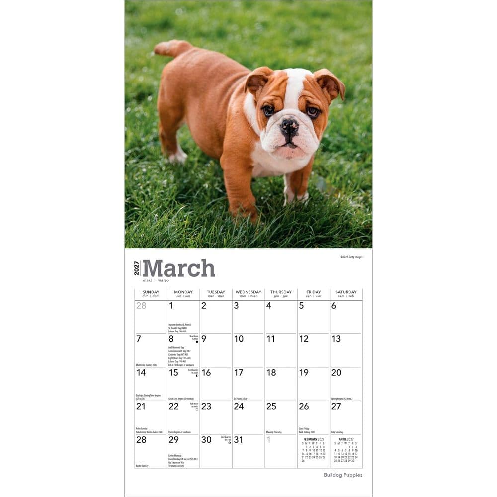 Bulldog Puppies 2027 Mini Wall Calendar Second Alternate Image