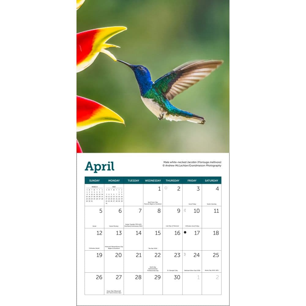 Hummingbirds 2026 Mini Wall Calendar, 7'' X 7'', 16-Month Calendar with Stapled Binding
