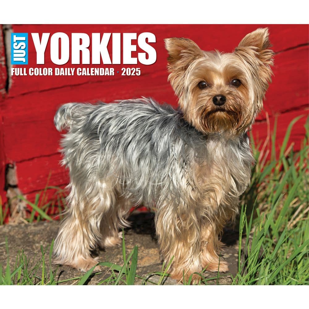 Just Yorkies 2025 Desk Calendar