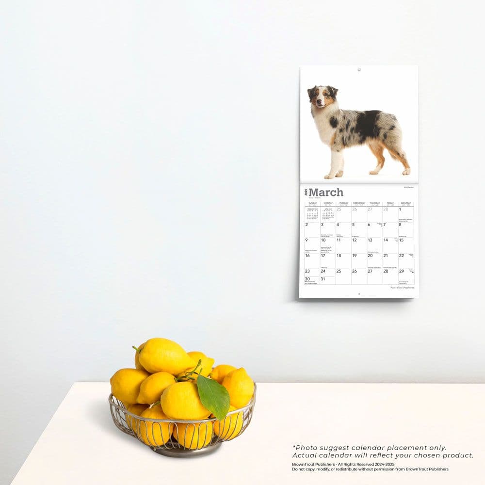 Australian Shepherd 2025 Mini Wall Calendar