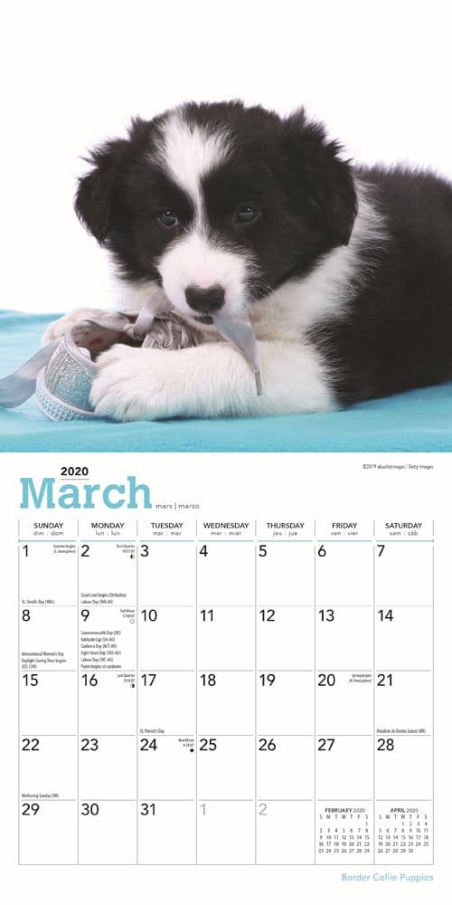 Border Collie Puppies Mini Wall 