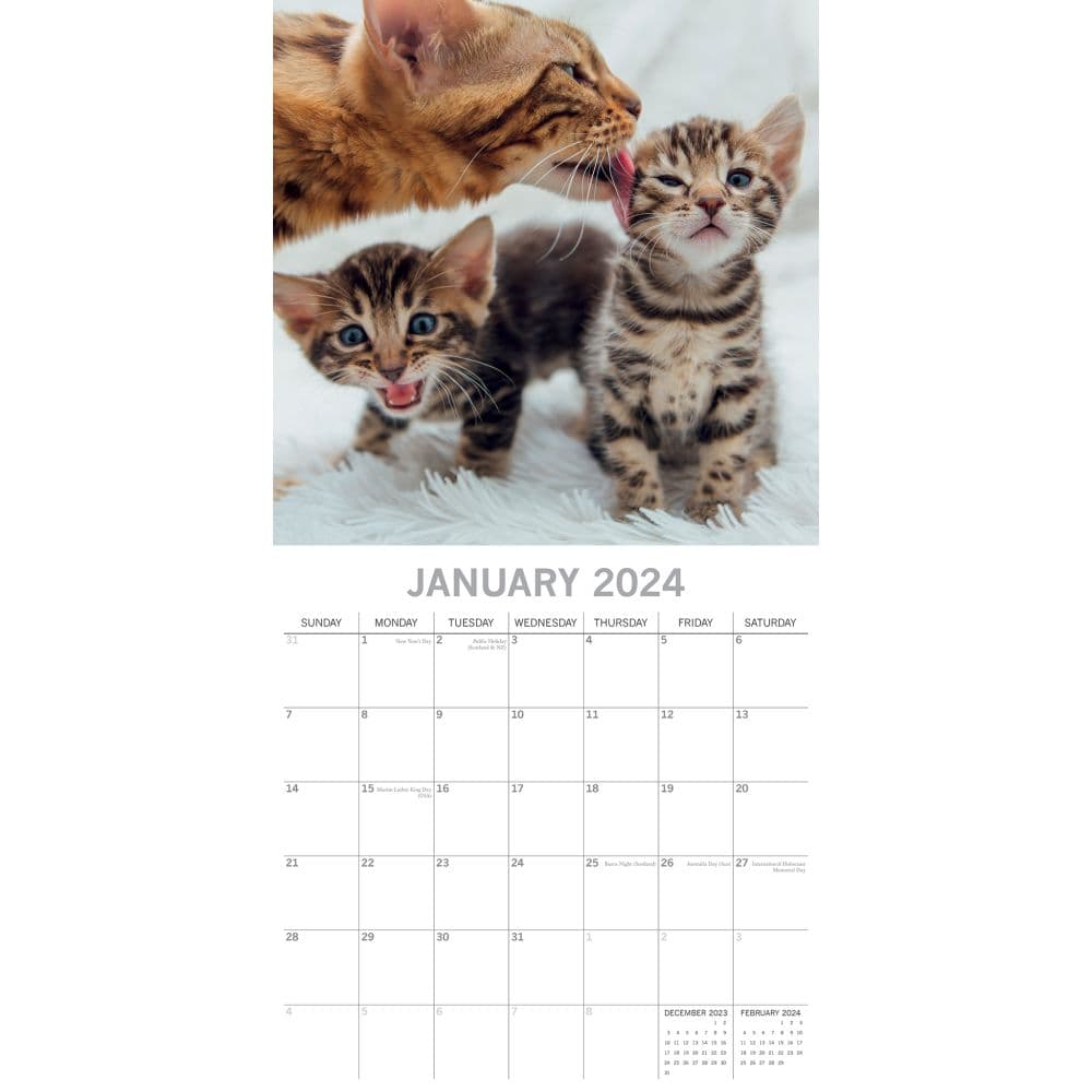 Cats and Kittens 2024 Wall Calendar - Calendars.com