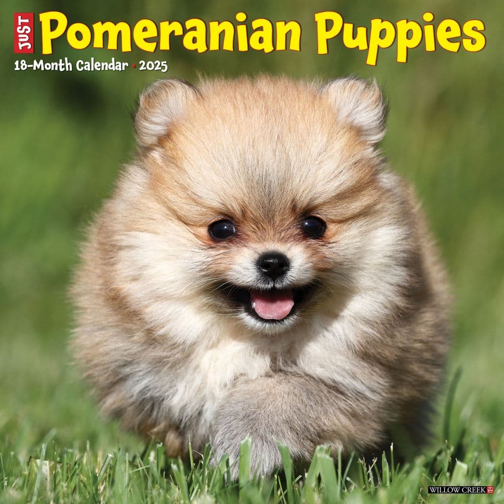 Just Pomeranian Puppies 2025 Wall Calendar - Calendars.com