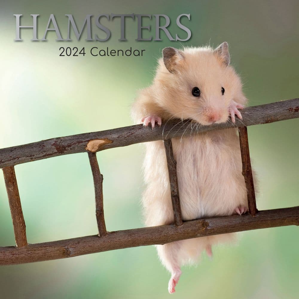 Hamsters 2024 Wall Calendar Main Image