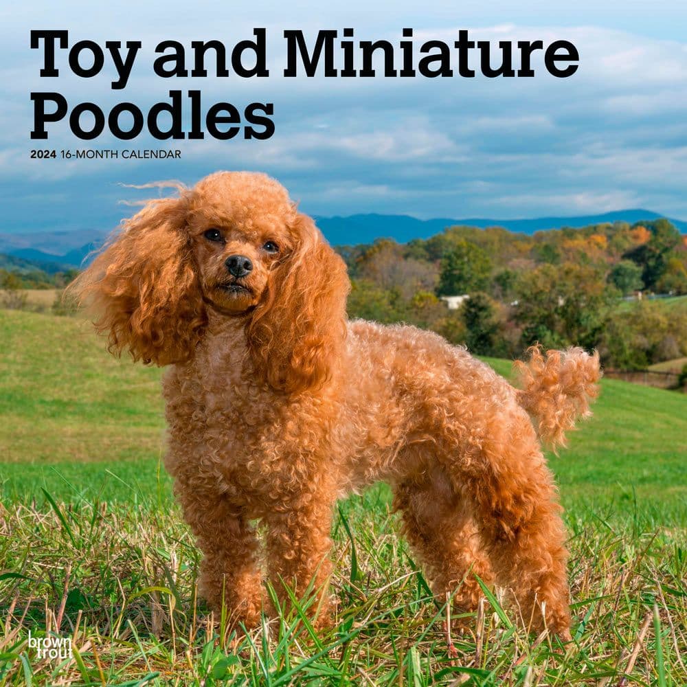 Miniature Toy Poodles 2024 Wall Calendar