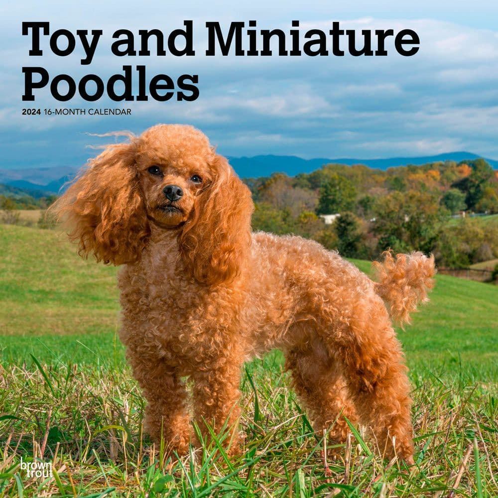 Miniature Toy Poodles 2024 Wall Calendar Main Product Image width=&quot;1000&quot; height=&quot;1000&quot;