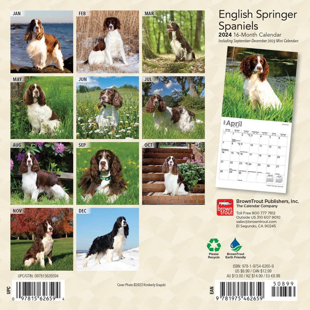 English Springer Spaniels 2024 Mini Wall Calendar