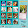 image Avanti Cranky Kitties 2024 Wall Calendar First Alternate Image width=&quot;1000&quot; height=&quot;1000&quot;