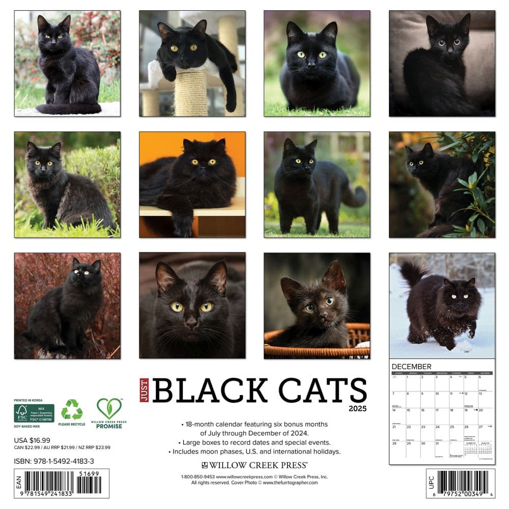 Black Cats 2025 Wall Calendar First Alternate Image width=&quot;1000&quot; height=&quot;1000&quot;