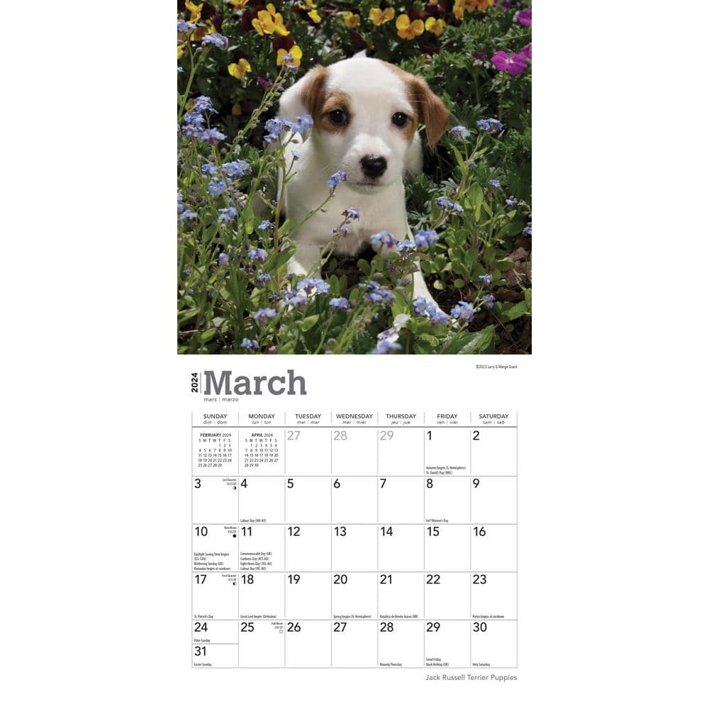 Jack Russell Terrier Puppies 2024 Mini Wall Calendar